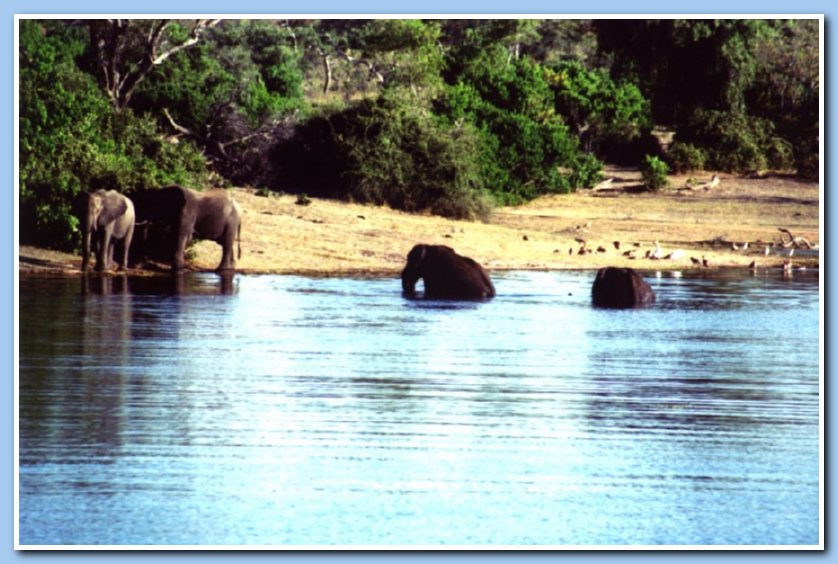 Elephants bathing